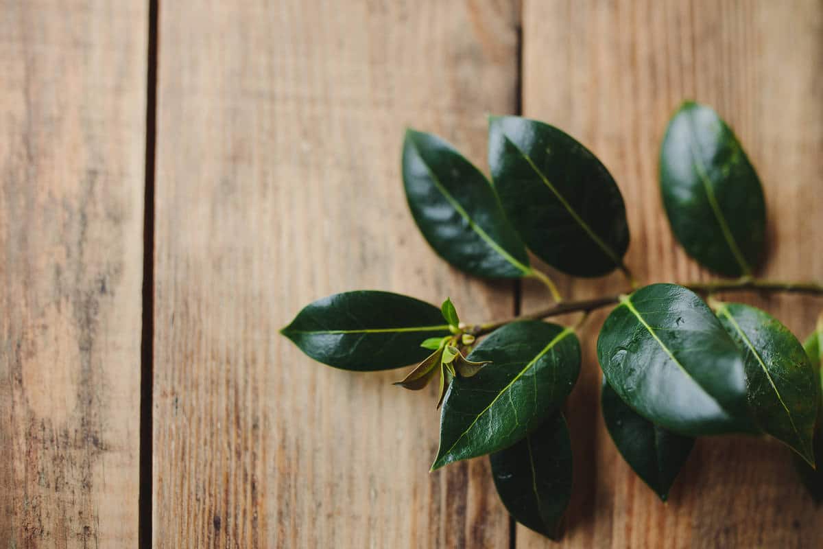 green farm weddings kent 0004