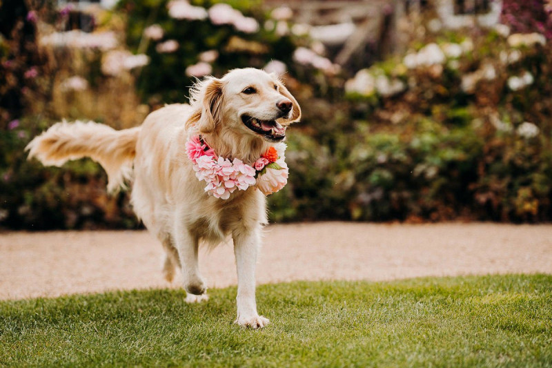 044 diy surrey lockdown wedding